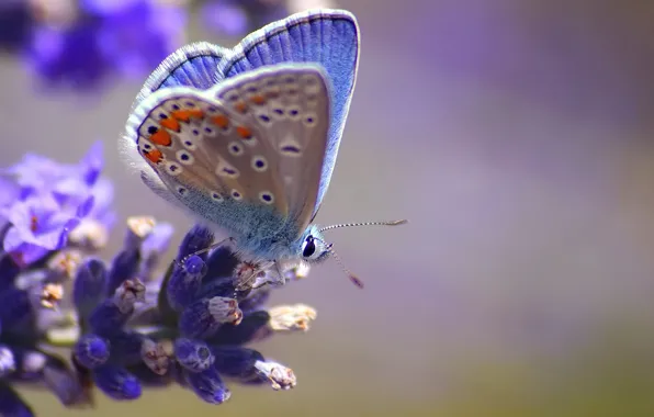 Flower, macro, butterfly, blur, blue