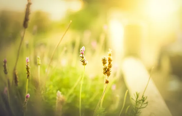 Greens, field, summer, grass, flowers, background, Wallpaper, blur