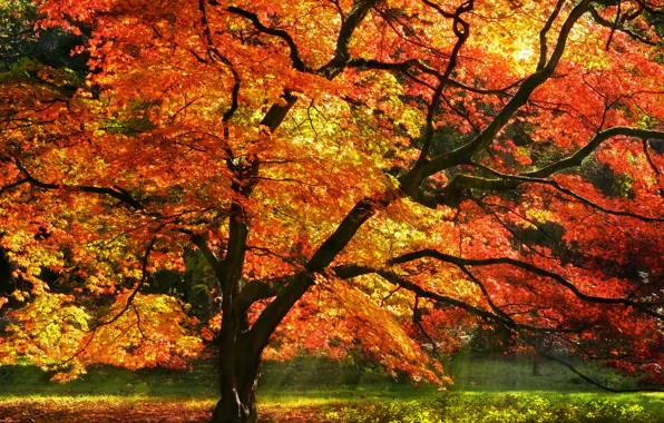Picture autumn, forest, leaves, rays, light, trees