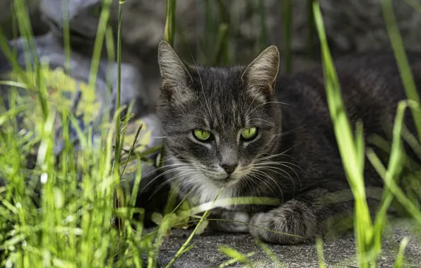 Cat, grass, cat, look, face, nature, grey, background