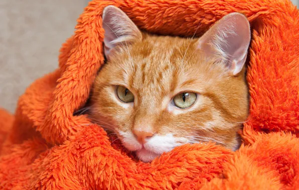 Cat, cat, look, orange, portrait, red, fur, face