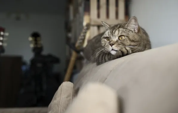 Cat, cat, look, face, pose, grey, room, sofa