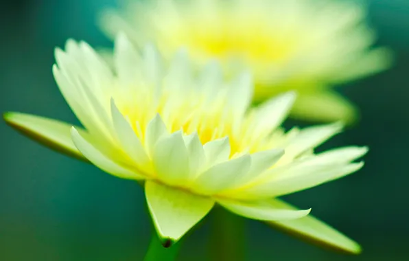 Picture flower, macro, flowers, yellow, green, background, pink, widescreen