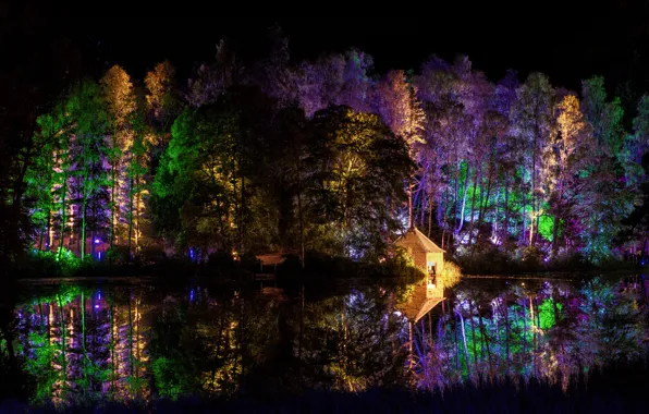 Forest, trees, night, lights, Park, house