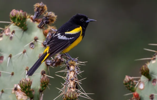 Bird, cactus, palm colored troupial