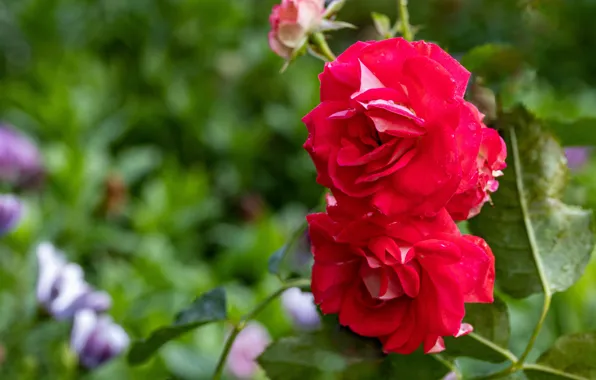 Drops, flowers, roses, garden, red, Duo, bokeh