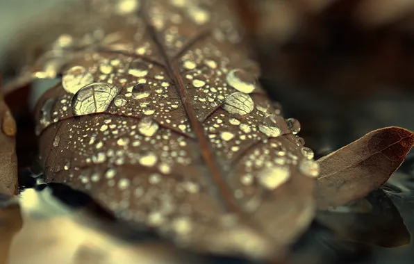 Water, Autumn, Forest, Drop, Sheet