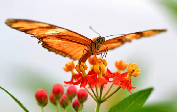 Picture flower, leaves, butterfly, plant, wings, moth