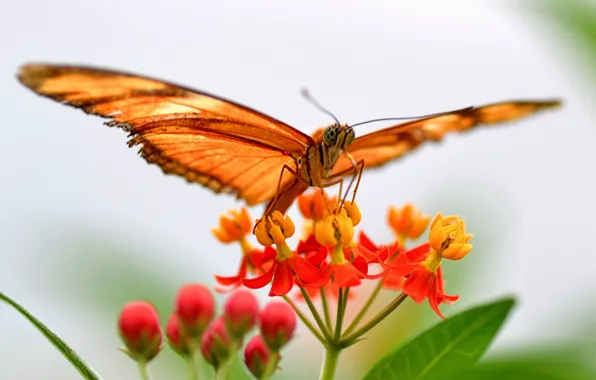 Flower, leaves, butterfly, plant, wings, moth