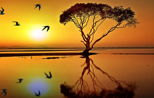 The sky, water, sunset, birds, reflection, tree, horizon, tide