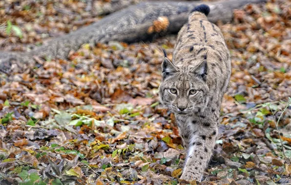 Picture autumn, cat, leaves, animal, lynx, looks, is