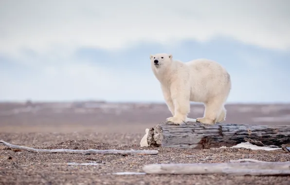 Picture the sky, clouds, shore, bear, bear, log, polar bear