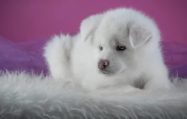 White, background, pink, portrait, dog, muzzle, puppy, lies