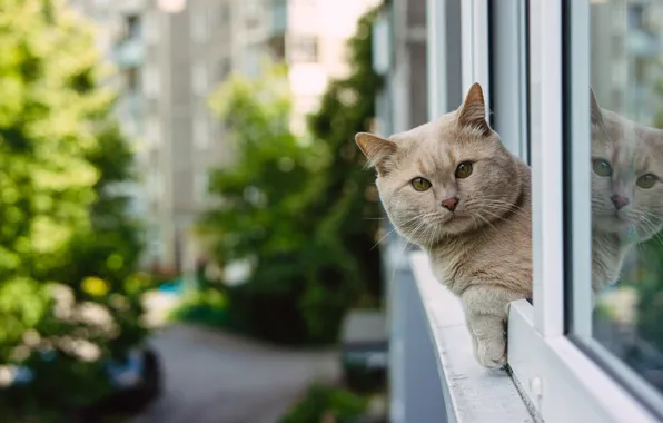 Cat, look, reflection, window, muzzle, cat, British Shorthair, Yuri Vertikov
