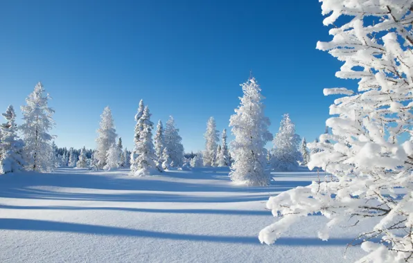 Picture winter, snow, trees, Canada, Canada, Northwest Territories, Northwest territories, Kakisa