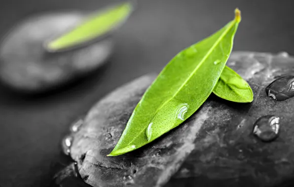 Picture leaves, drops, stones, Feng Shui