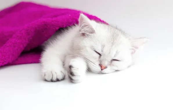 Cat, white, pose, kitty, sleep, sleeping, white background, lies
