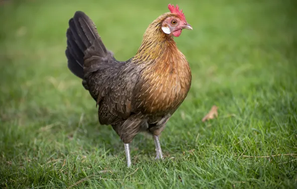 Bird, glade, chicken