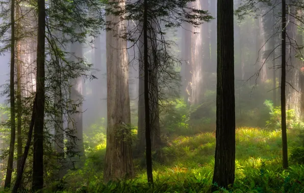 Forest, summer, trees, landscape, nature, fog