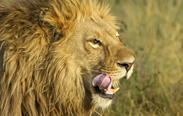 Picture language, cat, Leo, mane