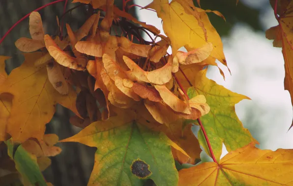 Autumn, leaves, maple
