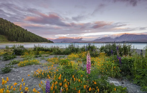 Picture the sky, grass, clouds, flowers, mountains, lake