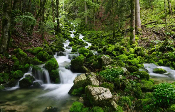 Forest, nature, river, stones, moss, stream