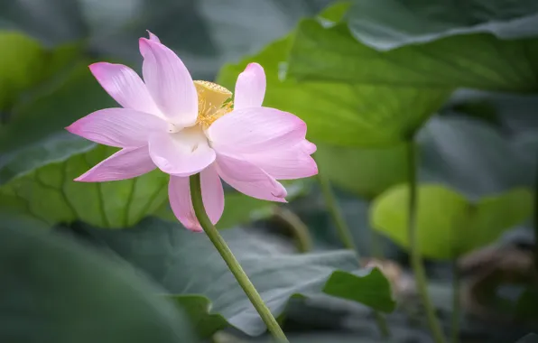 Picture flower, leaves, nature, Lotus