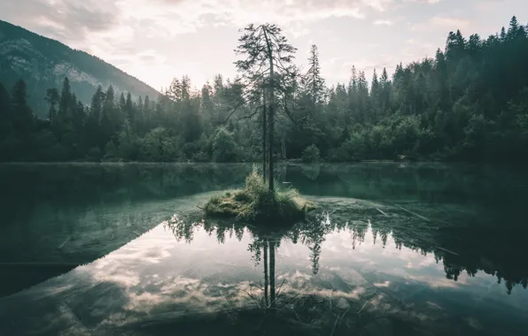 Forest, the sky, nature, lake, tree