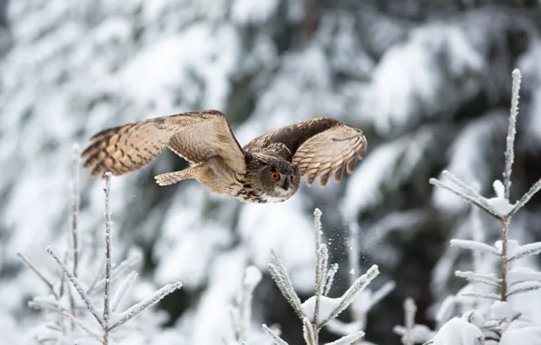 Picture winter, snow, nature, bird, flight, owl