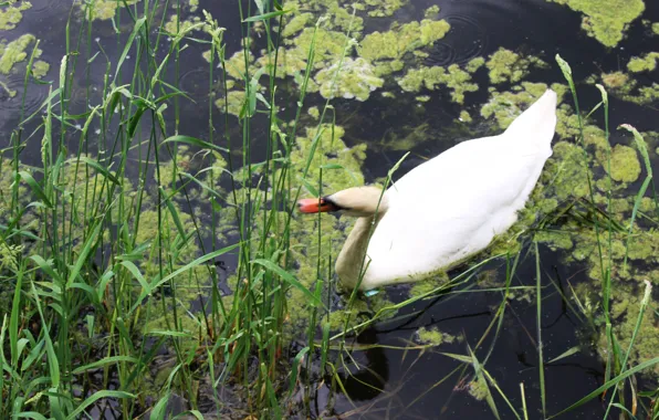Water, pond, thickets, Swan