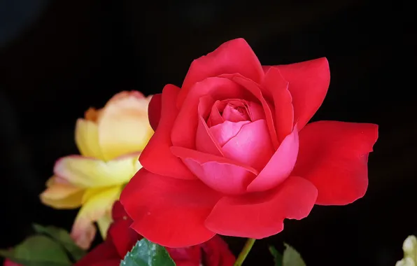 Macro, rose, Bush, petals