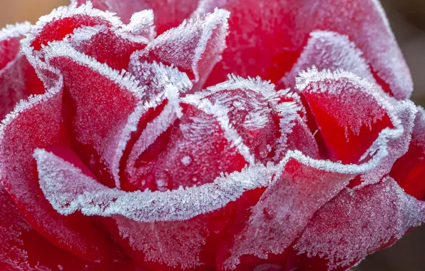 Picture frost, flowers, roses, crystals