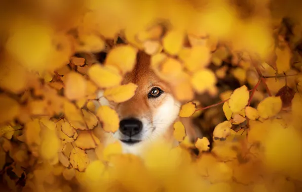 Autumn, face, branches, foliage, portrait, dog, the bushes, yellow background