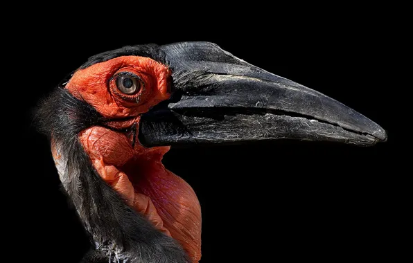 Bird, Bucorvus leadbeateri, Southern ground hornbill, Kaffir horned Raven