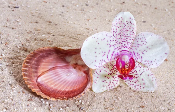 Flowers, shell, Orchid