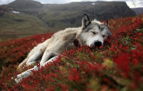 Grass, animal, fatigue, sleep, dog, grass, tundra, dog