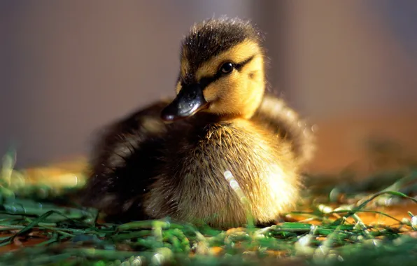 Picture Rosa, mood, morning, baby, duck, the sun