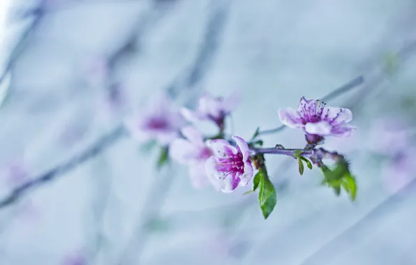 Picture branches, spring, pink, peaches, green.