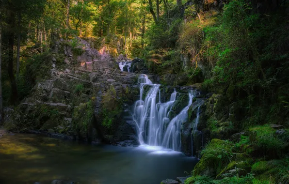 Picture forest, stones, thickets, waterfall