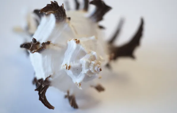 Sea, summer, macro, sink