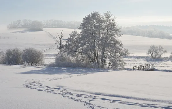Picture winter, field, snow