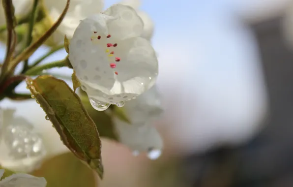 Leaves, Rosa, drop, spring, pear, white flowers, blue sky