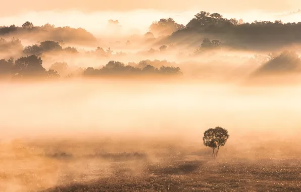 Picture trees, landscape, nature, fog