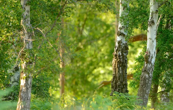 Summer, nature, birch