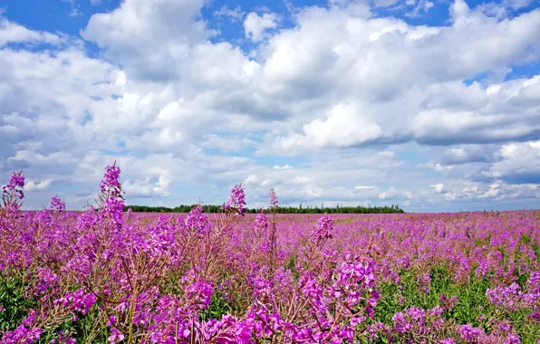 Picture summer, the sky, clouds, flowers, meadow