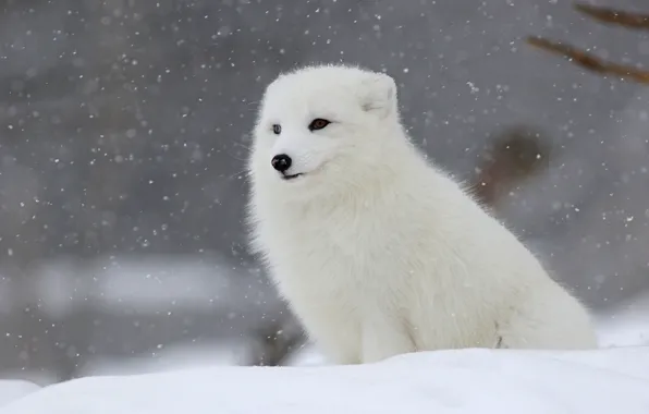Winter, white, snow, sitting, snowfall, Fox