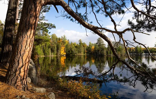 Picture autumn, forest, the sky, clouds, trees, nature, lake