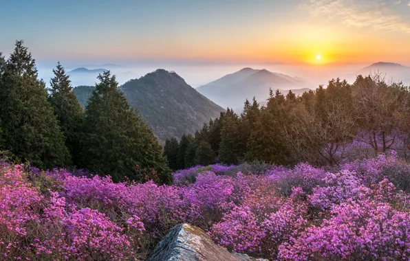 Picture landscape, sunset, mountains, nature, spring, flowering, forest, shrubs
