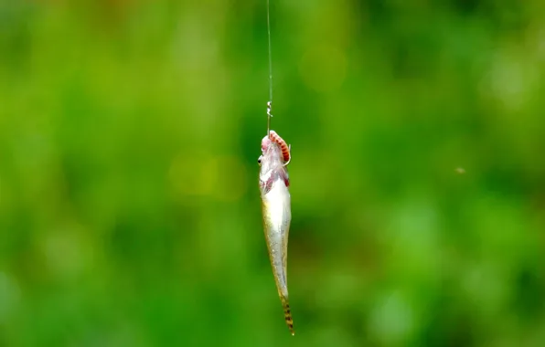 Animals, fishing, minimalism, Fish, the worm, hook, rotan